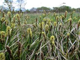 Attēlu rezultāti vaicājumam “Carex caryophyllea flower”