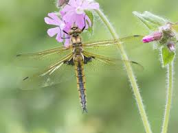 Attēlu rezultāti vaicājumam “Epitheca bimaculata”