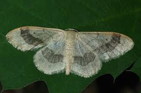 Attēlu rezultāti vaicājumam “Idaea aversata”