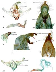 Attēlu rezultāti vaicājumam “Scardia boletella exuvia”