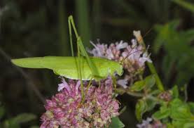 Attēlu rezultāti vaicājumam “Phaneroptera falcata”