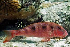 Image result for Pseudupeneus maculatus