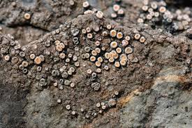 Attēlu rezultāti vaicājumam “Petractis sp.”