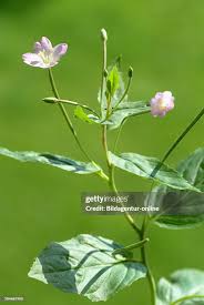 Attēlu rezultāti vaicājumam “Epilobium parviflorum”