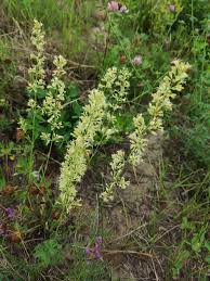 Attēlu rezultāti vaicājumam “Silene borysthenica”