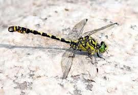 Attēlu rezultāti vaicājumam “Gomphidae”