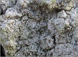 Attēlu rezultāti vaicājumam “Pertusaria coccodes”