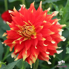 Image result for Dahlia x pinnata `Decorative Giants`