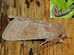 Attēlu rezultāti vaicājumam “Orthosia miniosa imago”