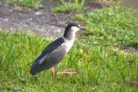 Image result for Nycticorax nycticorax
