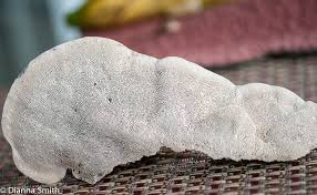 Attēlu rezultāti vaicājumam “Trametes gibbosa”