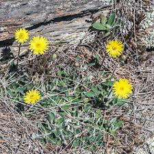 Attēlu rezultāti vaicājumam “Pilosella officinarum bud”
