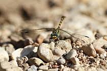 Attēlu rezultāti vaicājumam “Onychogomphus forcipatus”