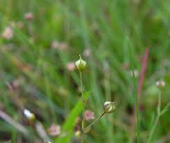 Attēlu rezultāti vaicājumam “Linum catharticum flower”