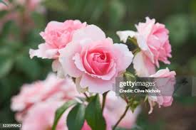 Image result for FOTO ROSA