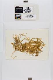 Attēlu rezultāti vaicājumam “Sanionia uncinata”