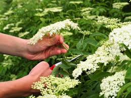 Attēlu rezultāti vaicājumam “Sambucus racemosa flower”