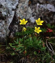 Attēlu rezultāti vaicājumam “Saxifraga hirculus”