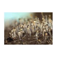 Attēlu rezultāti vaicājumam “Pilobolus crystallinus”