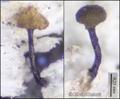 Attēlu rezultāti vaicājumam “Chaenotheca brunneola”