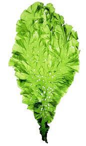 Attēlu rezultāti vaicājumam “Chlorophyta”