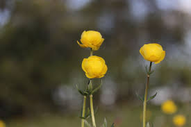 Attēlu rezultāti vaicājumam “Trollius europaeus bud”