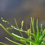 Attēlu rezultāti vaicājumam “Subularia aquatica”