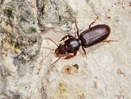 Attēlu rezultāti vaicājumam “Clivina fossor”