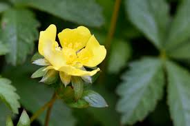 Attēlu rezultāti vaicājumam “Potentilla reptans”