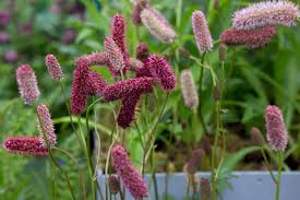 Attēlu rezultāti vaicājumam “Sanguisorba officinalis flower”