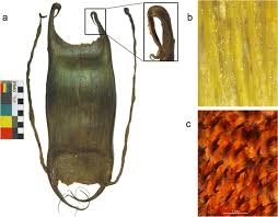 Image result for Bathyraja brachyurops