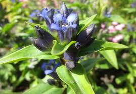 Attēlu rezultāti vaicājumam “Gentiana cruciata bud”