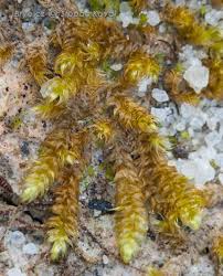 Attēlu rezultāti vaicājumam “Calliergonella lindbergii”