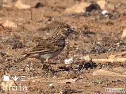 Image result for Calandrella rufescens