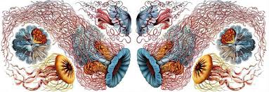 Image result for ernst haeckel