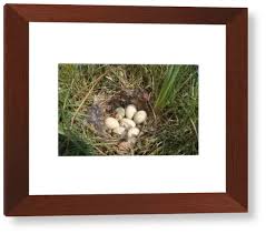 Attēlu rezultāti vaicājumam “Anas platyrhynchos eggs”