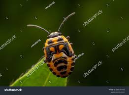 Attēlu rezultāti vaicājumam “Eurydema dominulus”