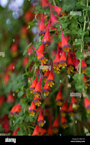 Attēlu rezultāti vaicājumam “Tropaeolaceae”