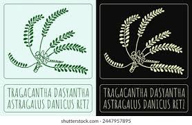 Attēlu rezultāti vaicājumam “Astragalus danicus leaf”