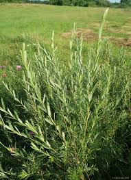 Attēlu rezultāti vaicājumam “Salix rosmarinifolia”