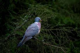 Attēlu rezultāti vaicājumam “Columba palumbus”