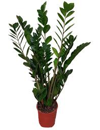 Image result for zamiokulkas