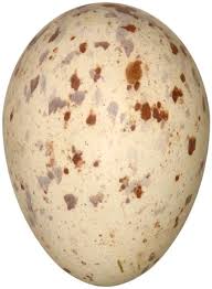 Attēlu rezultāti vaicājumam “Crex crex eggs”