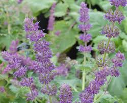 Attēlu rezultāti vaicājumam “Salvia verticillata flower”
