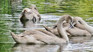 Attēlu rezultāti vaicājumam “Cygnus olor adult”