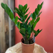 Image result for zamiokulkas