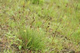 Attēlu rezultāti vaicājumam “Juncus squarrosus”