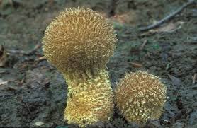 Attēlu rezultāti vaicājumam “Lycoperdon echinatum”