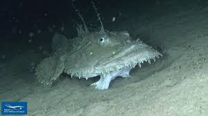 Image result for Lophius americanus