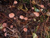 Attēlu rezultāti vaicājumam “Mycena rosella”